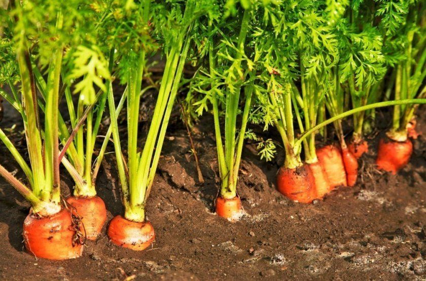 Агротехніка вирощування моркви Тушон