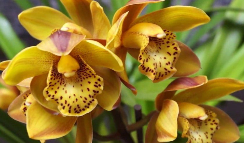 Орхідея цимбидиум