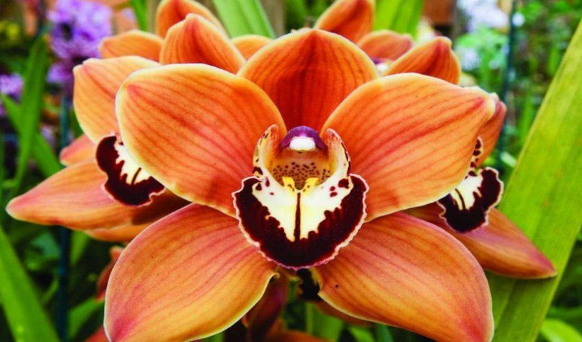 Орхідея цимбидиум