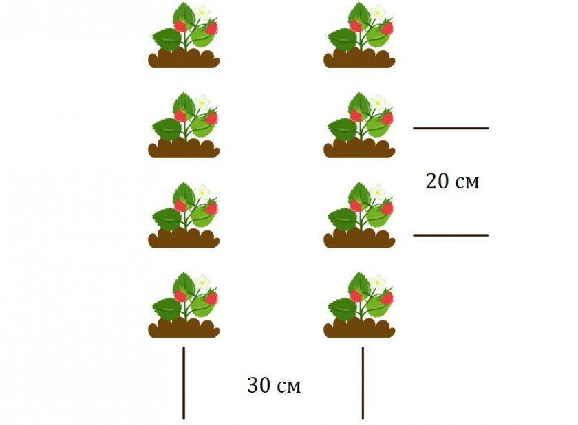 Схема розташування кущів полуниці