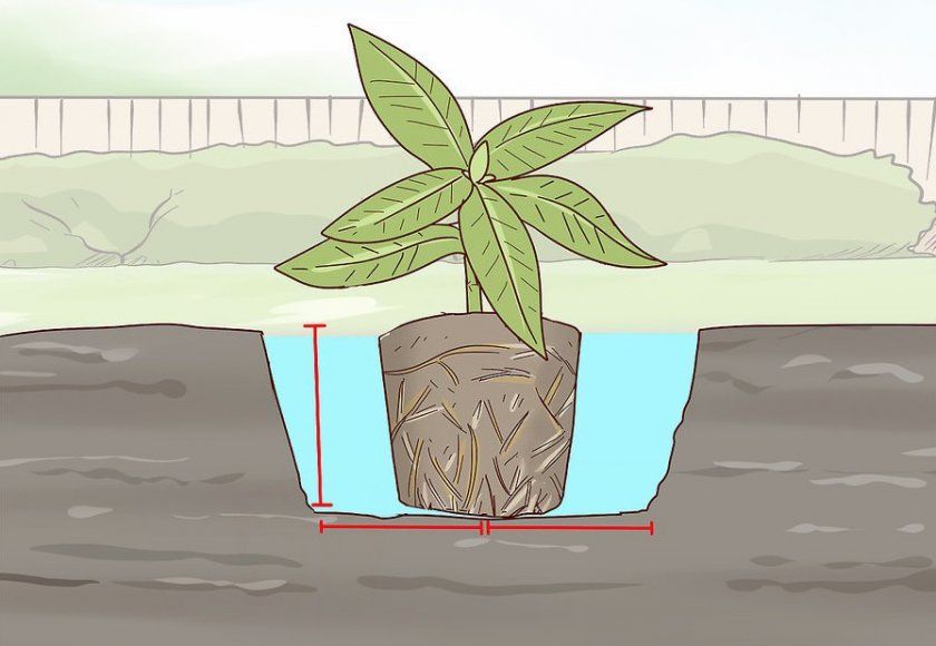 Схема посадки рододендрона