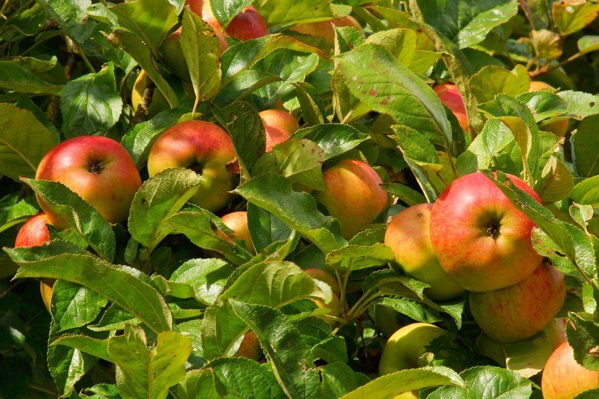 Яблуня в саду