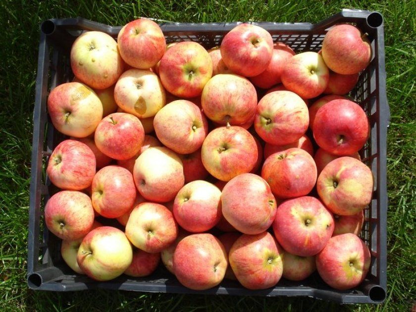 Урожай яблуні Штріфель