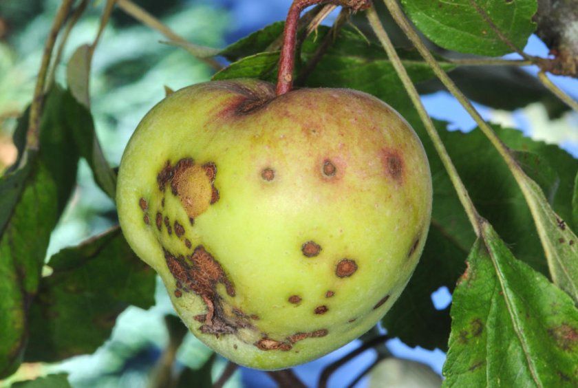 Парша на плодах і листках яблуні