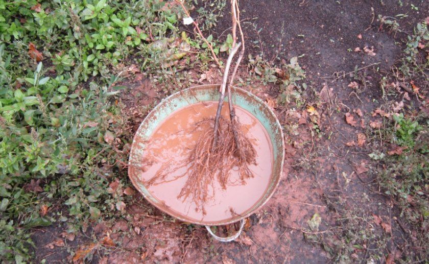 Замочування коренів саджанців яблуні в глиняній бовтанці