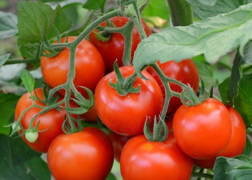 Сорт томатів Літній сад F1