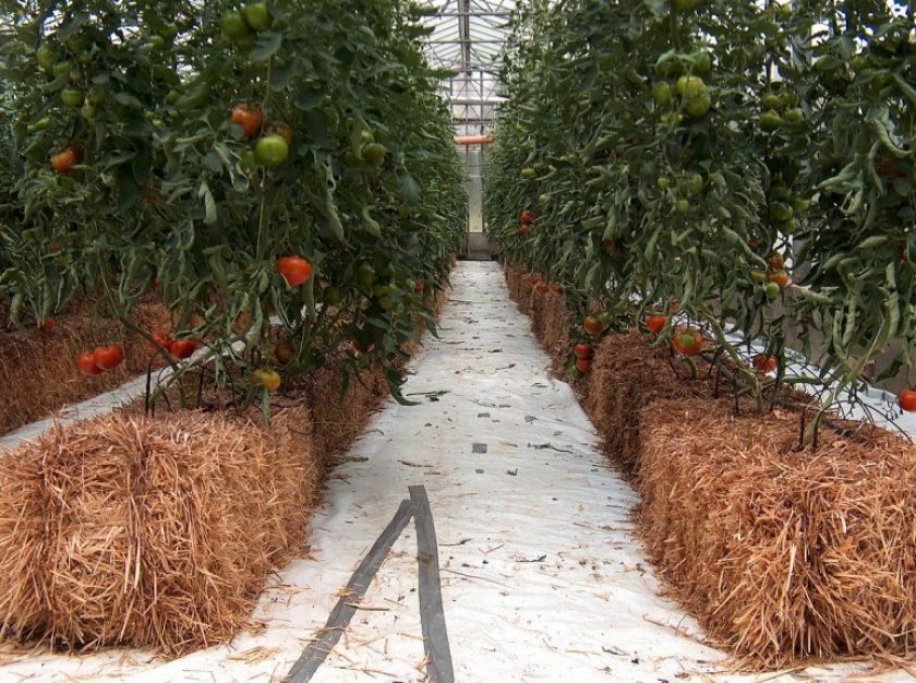 Вирощування томатів на гідропоніці