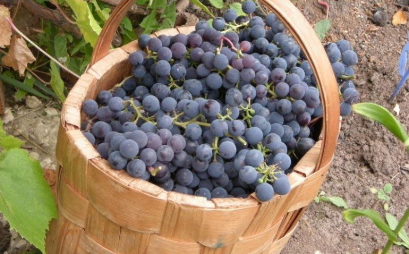 Сорт винограду альфа