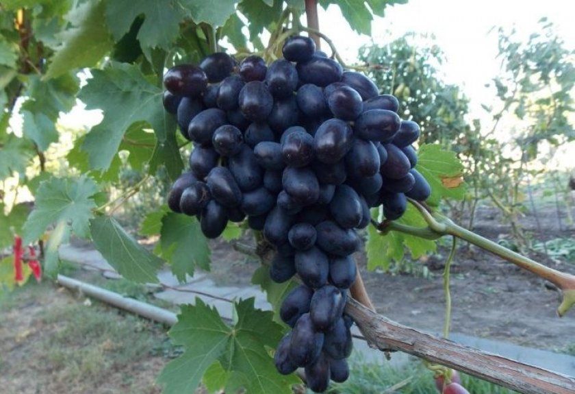 Гроно винограду Джованні