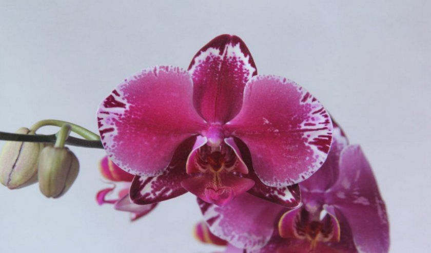 Орхідеї з насіння