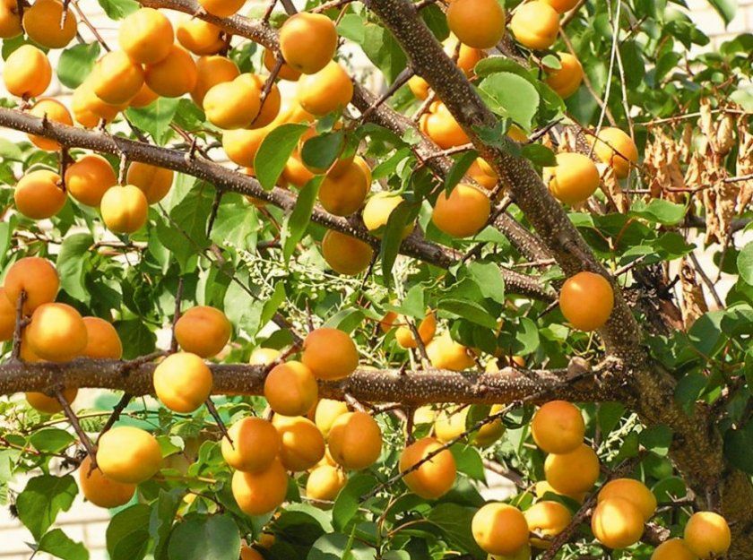 Урожайність маньчжурського абрикоса