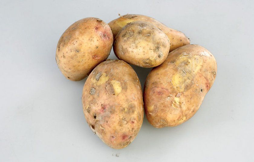 Картопля Слов'янка
