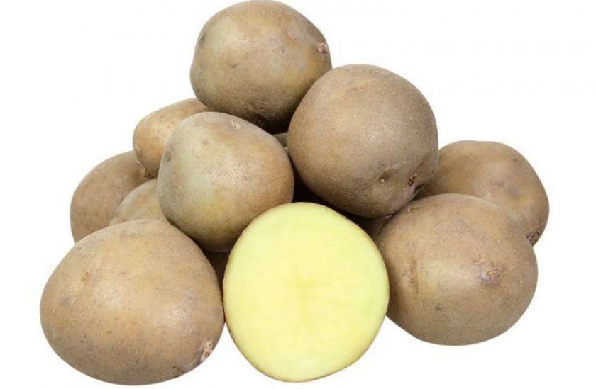 Картопля Колобок