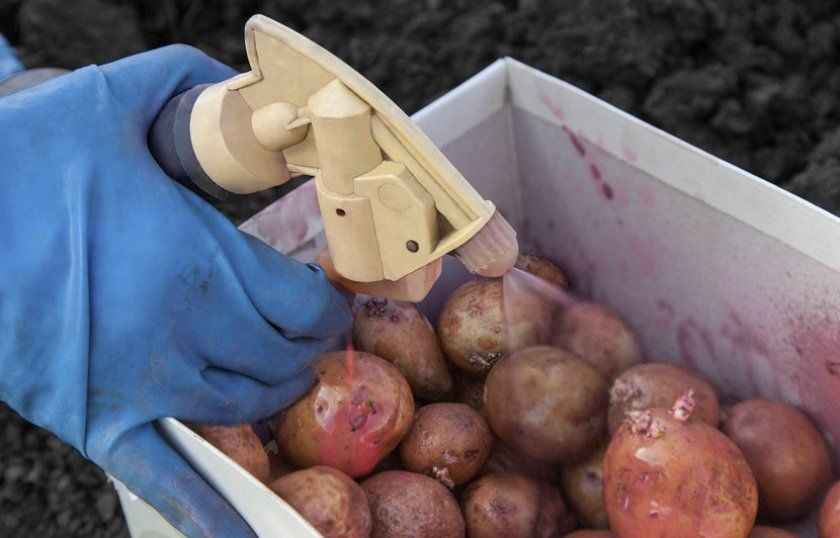 Обприскування насіння картоплі