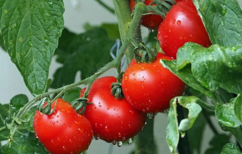 Оцтова обробка томатів