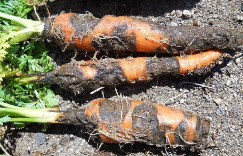 Різоктоноз моркви