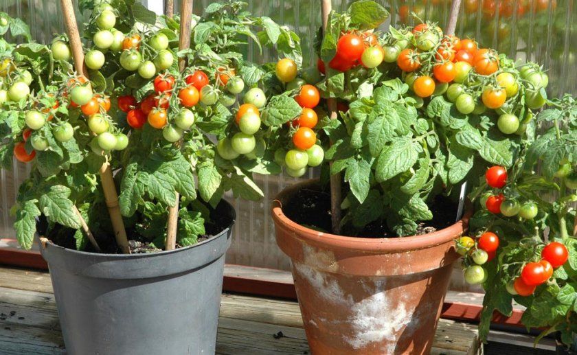 детермінантні томати