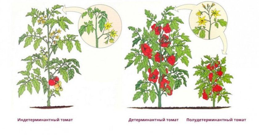 сорти томатів