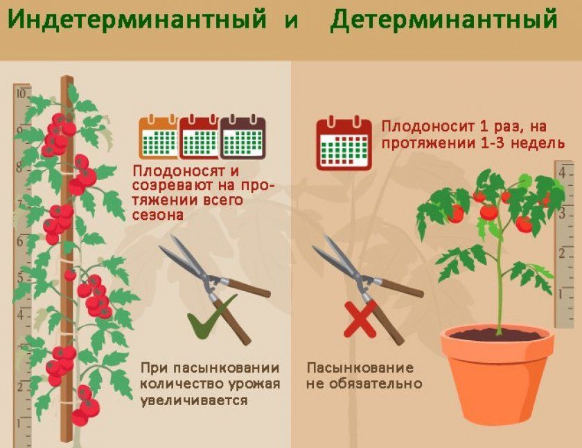 Відмінність детермінантних і індетермінантних томатів