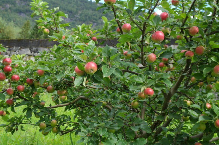 яблуня Вишневе