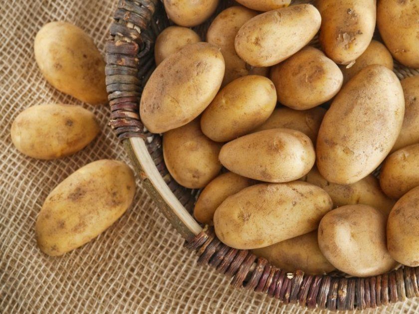 Можливі помилки при зберіганні картоплі