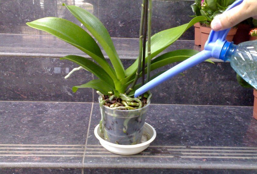 Як правильно поливати орхідею після пересадки в домашніх умовах