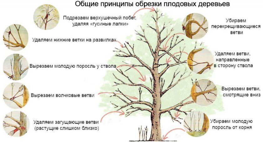 Схема обрізки плодових дерев