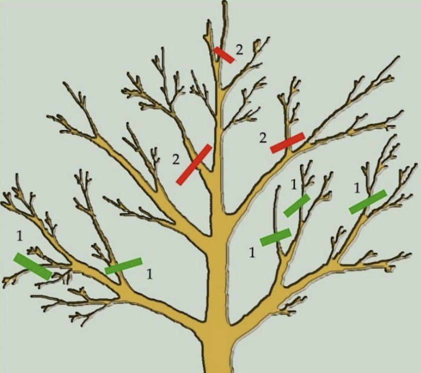 Схема обрізки плодових дерев