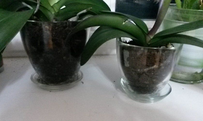 Скляні горщики для орхідей