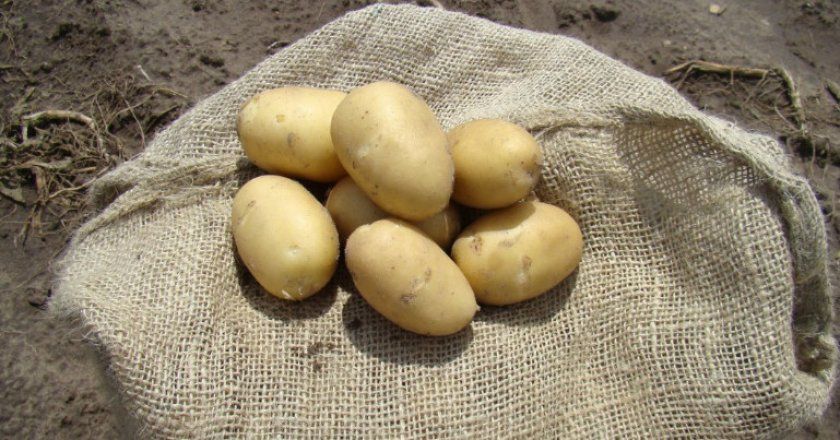 Сорт картоплі Ирбитский