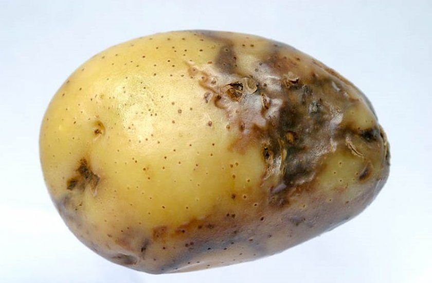фітофтороз картоплі