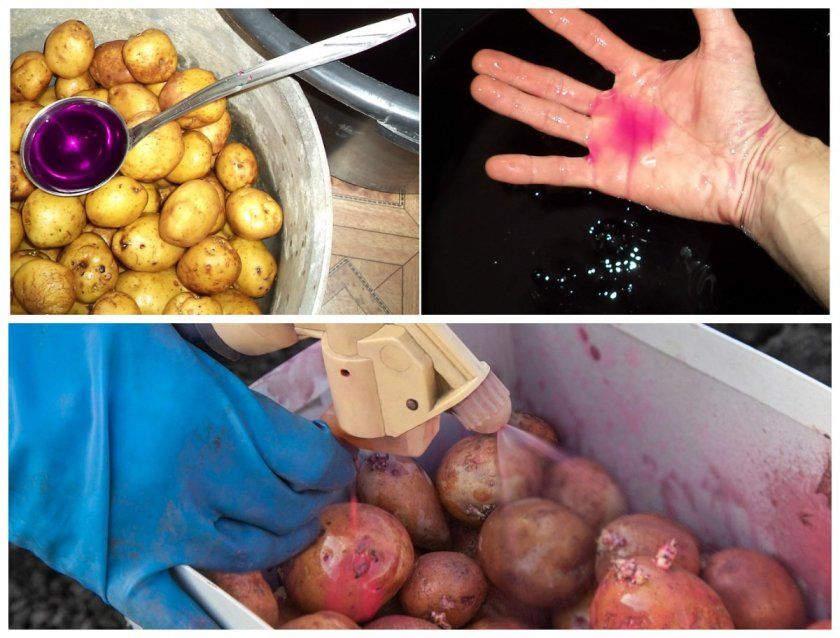 Способи знезараження картоплі