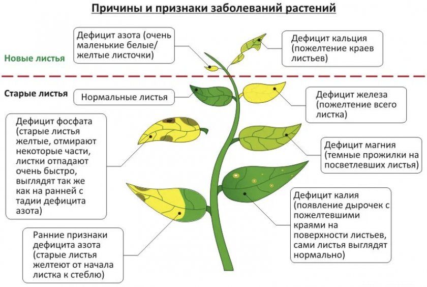 Причини і ознаки захворювання листя