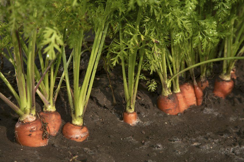 Особливості вирощування моркви Самсон