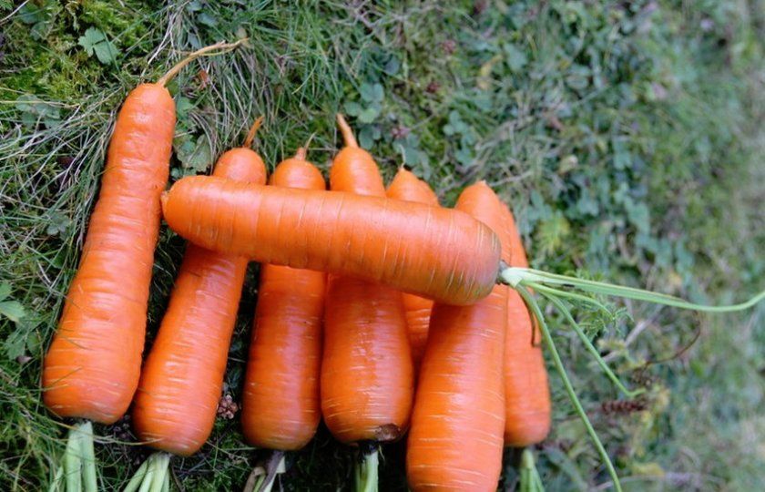 морква Курода