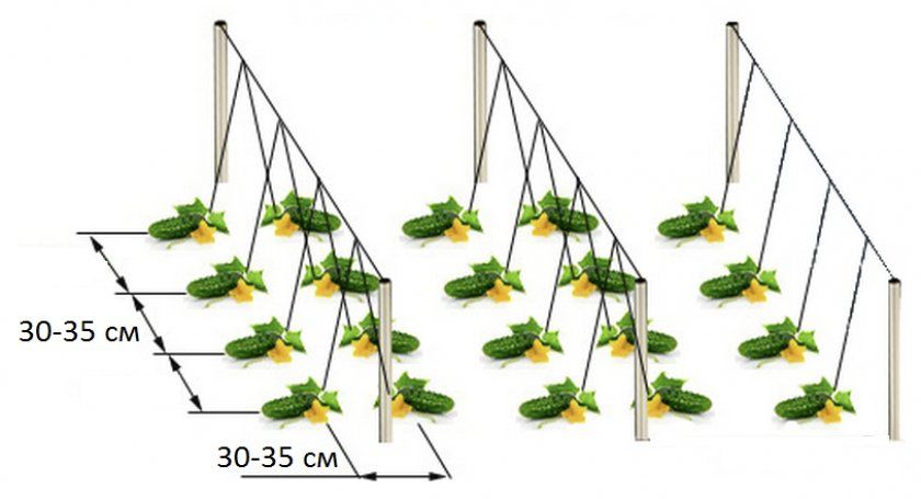 Схема посіву огірків