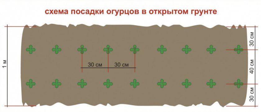 Схема посадки розсади огірків