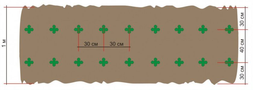 Схема посадки огірків