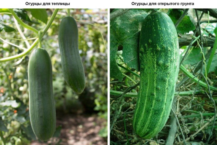 Основні типи вирощування огірків