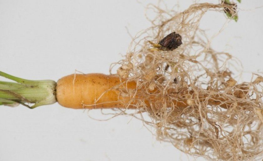 Морква уражена нематодами