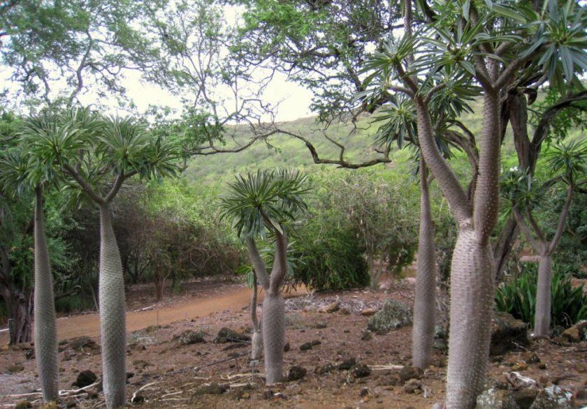 Пахиподіум Ламера кактусоподобние дерева