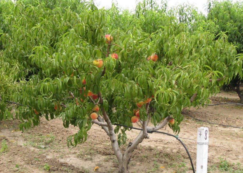 Дерево персика сорту Сибіряк