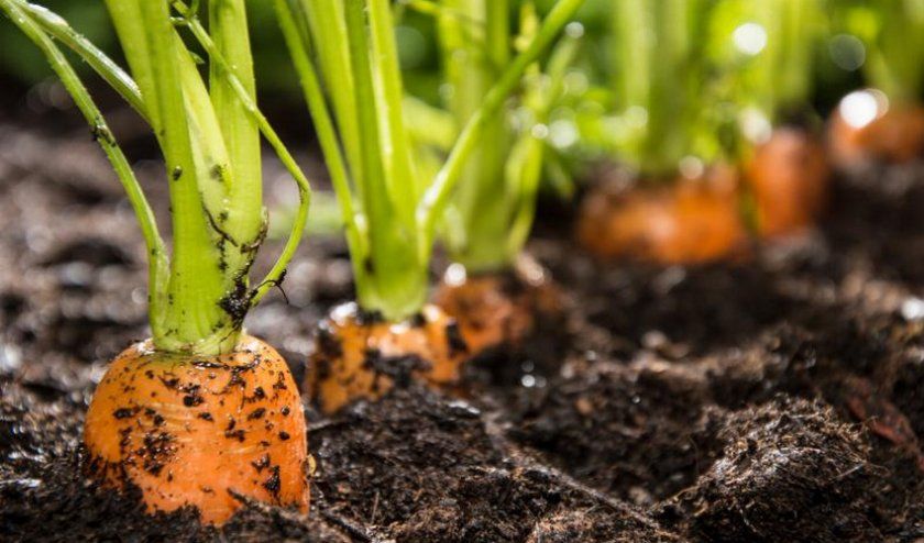 вирощування моркви
