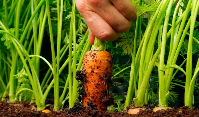 вирощування моркви