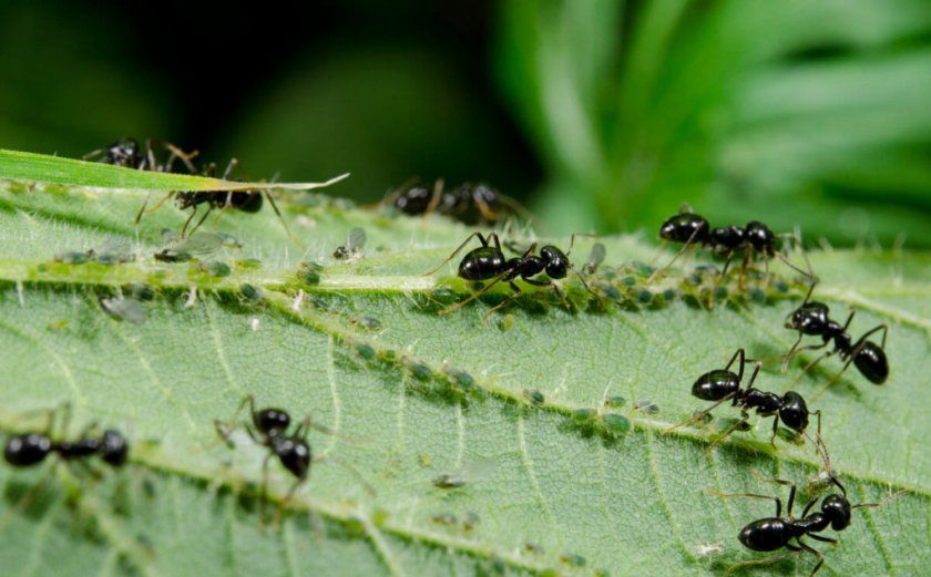 Попелиця і мурахи на зворотному боці аркуша смородини