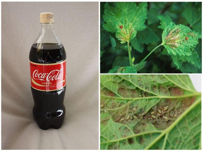 Кока-кола для боротьби проти мурах і попелиці