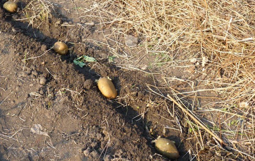 Посадка картоплі під солому
