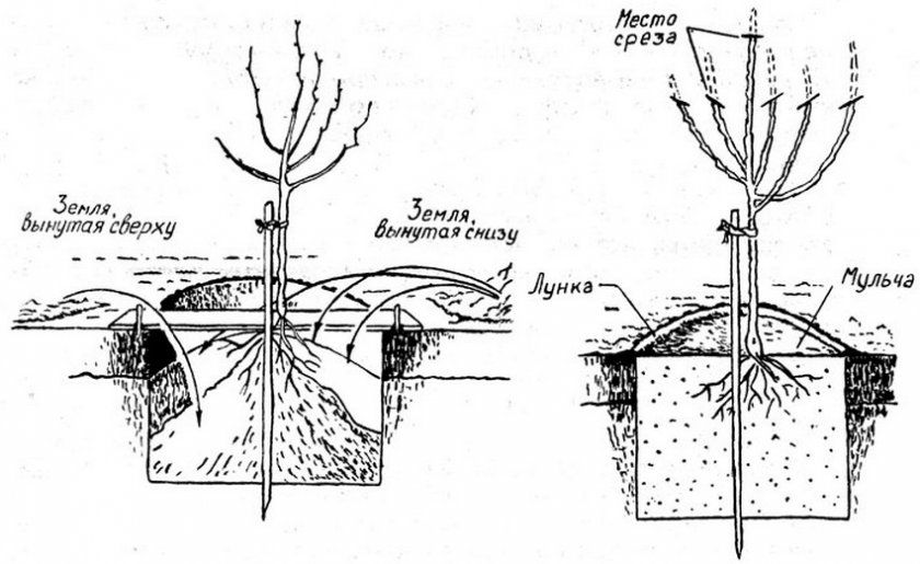 Схема посадки вишні