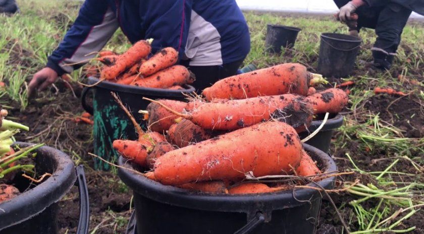 прибирання моркви