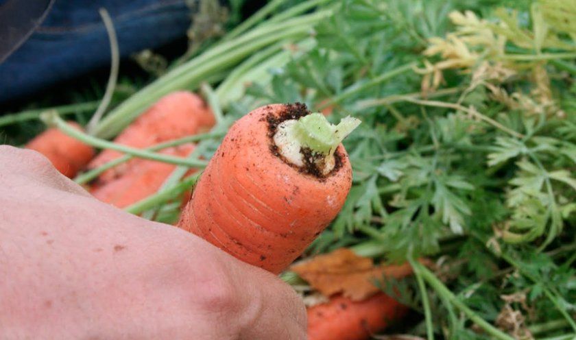 Обрізка бадилля моркви